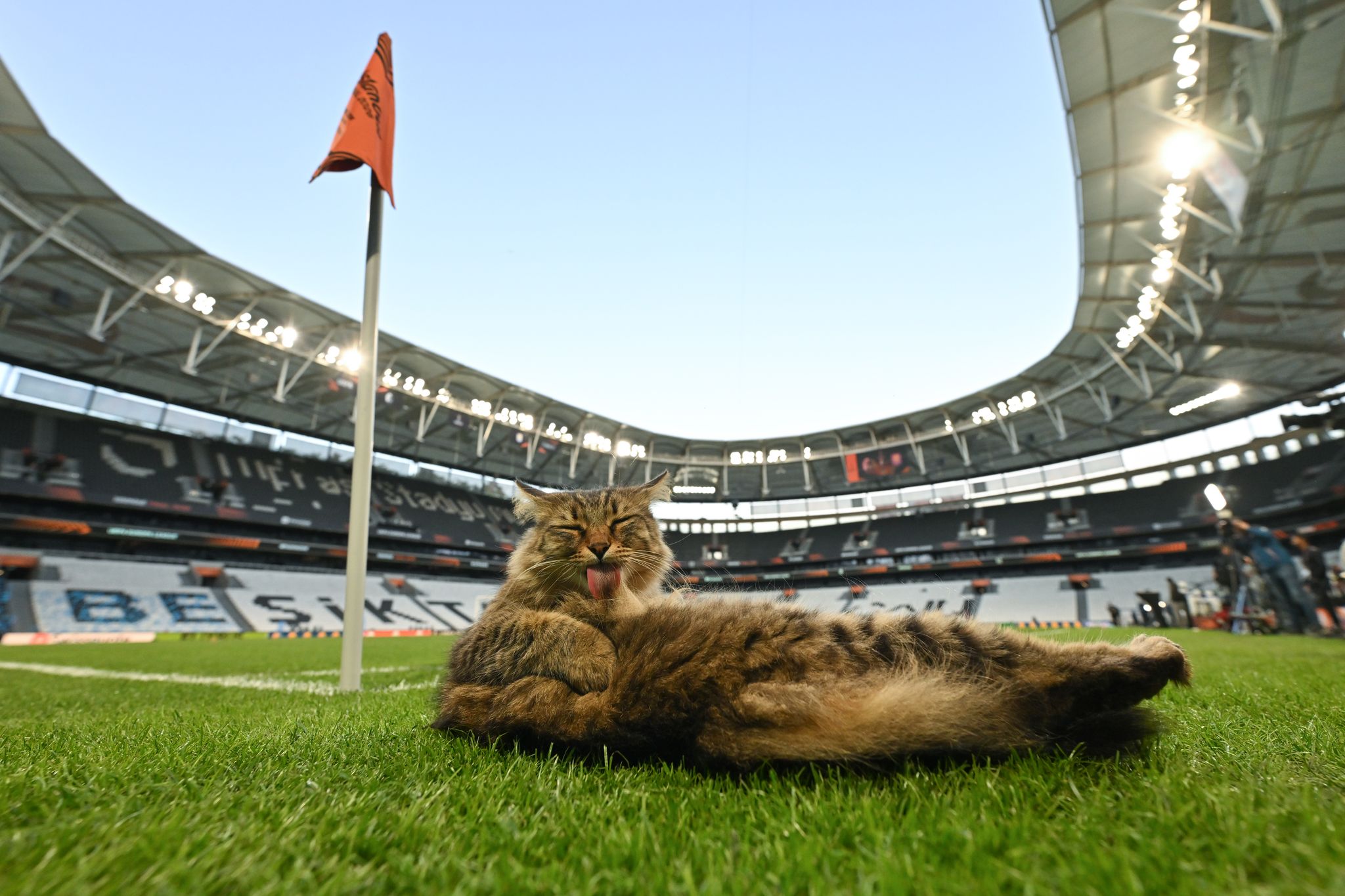 Katze wird zum heimlichen Star beim Europa-League-Finale